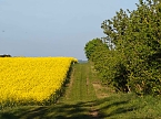 Gelbe Fr&uuml;hlingsstimmung (Foto: Peter Blei)