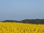 Gelbe Fr&uuml;hlingsstimmung (Foto: Peter Blei)
