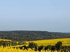 Gelbe Fr&uuml;hlingsstimmung (Foto: Peter Blei)