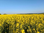 Gelbe Fr&uuml;hlingsstimmung (Foto: Peter Blei)
