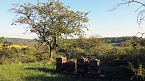 Gelbe Fr&uuml;hlingsstimmung (Foto: Peter Blei)