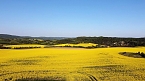 Gelbe Fr&uuml;hlingsstimmung (Foto: Peter Blei)
