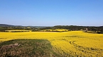 Gelbe Fr&uuml;hlingsstimmung (Foto: Peter Blei)