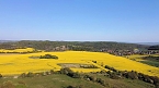 Gelbe Fr&uuml;hlingsstimmung (Foto: Peter Blei)