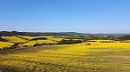Gelbe Fr&uuml;hlingsstimmung (Foto: Peter Blei)