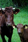 Kuh mit Kalb auf der Weide (3) (Foto: S. Boikat)