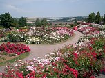 105 Jahre Europa-Rosarium (Foto: Klaus Henze, Artern)