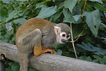 Affenwald Erlebnispark Strau&szlig;berg (Foto: Sven G&auml;mkow)