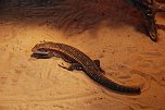Welt der Reptilien in der Wiedingsburghalle (Foto: nnz-City Scout: Sven Gämkow) Welt der Reptilien in der Wiedingsburghalle (Foto: nnz-City Scout: Sven Gämkow)