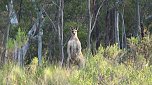 Grausame Jagd auf Kängurus (Foto: Greg Keightley) Grausame Jagd auf Kängurus (Foto: Greg Keightley)