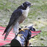 Barockes Gartenfest im Labyrinth (Foto: Peter Blei) Barockes Gartenfest im Labyrinth (Foto: Peter Blei)