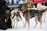 Schlittenhunderennen in Hasselfelde (Foto: Peter Blei)