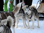 Schlittenhunderennen in Benneckenstein (Foto: Peter Blei)
