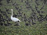 Wildg&auml;nse am K&ouml;ckernsee (Foto: Peter Blei)