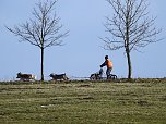 Schlittenhunde rennen rund um Benneckenstein (Foto: Peter Blei)
