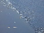 Das Sterben der Fische (Foto: Peter Blei)