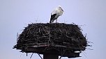 Erster Storch in der Goldenen Aue (Foto: Ulrich Reinboth) Erster Storch in der Goldenen Aue (Foto: Ulrich Reinboth)
