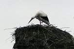 Erster Storch in der Goldenen Aue (Foto: Ulrich Reinboth) Erster Storch in der Goldenen Aue (Foto: Ulrich Reinboth)