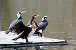 Kormorane in Nordhausen im Stadtpark (Foto: Eva Maria Wiegand) Kormorane in Nordhausen im Stadtpark (Foto: Eva Maria Wiegand)