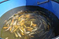 Fischfest in Auleben Bild: Fischfest in Auleben