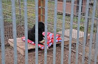 Bild: Weihnachtsmarkt im Tierheim