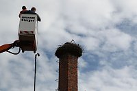 Bild: Jungst&ouml;rche werden beringt