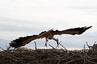 Bild: Jungst&ouml;rche werden beringt