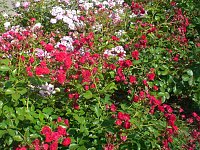 Bild: 105 Jahre Europa-Rosarium