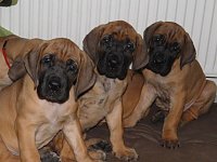 Bild: H&ouml;hepunkt f&uuml;r Hundefreunde