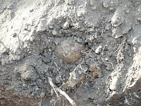 Bild: Auch Totensch&auml;del wurden freigelegt