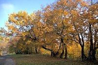 Bild: Herbstfarben am Panoramaweg bei Blankenburg