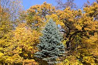 Bild: Herbstfarben am Panoramaweg bei Blankenburg
