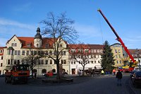 Bild: Ziel erreicht. Noch liegt er flach, der Hettstedter Weihnachtsbaum. Aber bereits heute Abend wird er die strahlende Erscheinung sein, ohne die ein weihnachtlich geschm&uuml;ckter Markt undenkbar ist.
