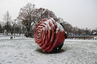 Bild: Die gr&ouml;&szlig;te Rose, die sogar unter einer Schneedecke bl&uuml;ht, gibt es nur in der Berg- und Rosenstadt Sangerhausen.