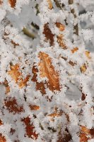 Bild: Es lohnt sich, n&auml;her hinzusehen: Das Eichenlaub rahmen Eiskristalle.