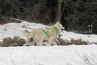 Bild: Schlittenhunderennen 2016 in Benneckenstein