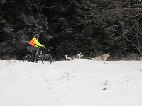 Bild: Schlittenhunderennen 2016 in Benneckenstein