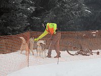 Bild: Schlittenhunderennen 2016 in Benneckenstein