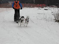 Bild: Schlittenhunderennen 2016 in Benneckenstein