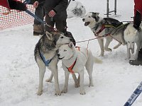 Bild: Schlittenhunderennen 2016 in Benneckenstein