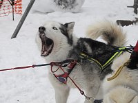 Bild: Schlittenhunderennen 2016 in Benneckenstein