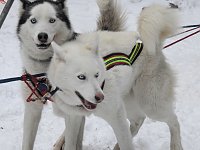 Bild: Schlittenhunderennen 2016 in Benneckenstein