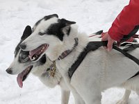 Bild: Schlittenhunderennen 2016 in Benneckenstein