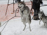 Bild: Schlittenhunderennen 2016 in Benneckenstein