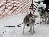 Bild: Schlittenhunderennen 2016 in Benneckenstein