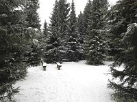 Bild: Schlittenhunderennen 2016 in Benneckenstein