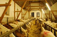 Bild: Blick in den Stall der Milchziegen - fast 140 gibt es hier davon. Diese Tiere sind, erfuhren die Besucher, von Natur aus neugierig. Irgendeine Ziege muss es aber immer &uuml;bertreiben und einen besonderen hohen Ausguck erklimmen, um noch mehr mitzukriegen (siehe hinten links).