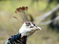 Bild: Fr&uuml;hlingserwachen in der Vogelwelt