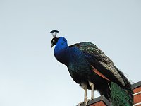 Bild: Fr&uuml;hlingserwachen in der Vogelwelt