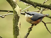 Bild: Fr&uuml;hlingserwachen in der Vogelwelt